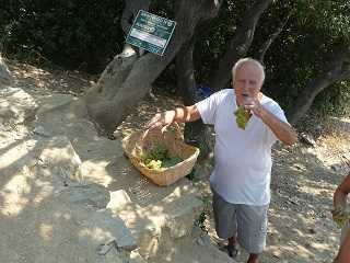 Cinque Terre wine